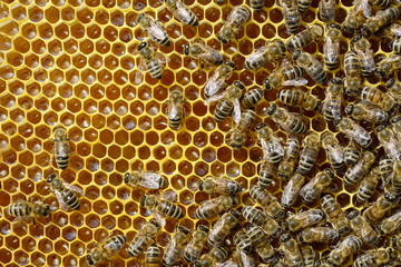 A fragment of a honey cell with fresh honey and bees. Natural background.