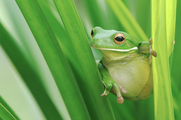 Tree Frog Whitelips