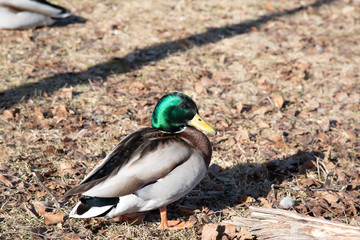 a mallard walking in a swedish park in spring