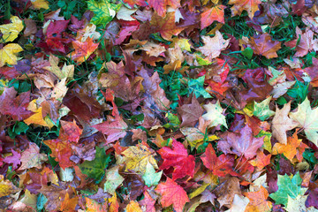 Multicolored maple leaves lie on green grass. Autumn.