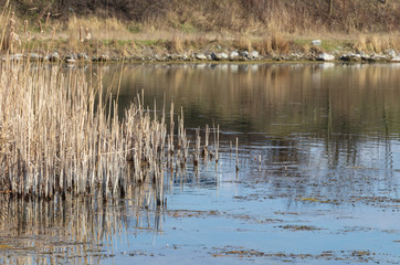 Naklejka na ściany i meble reeds by the pond in Krakow