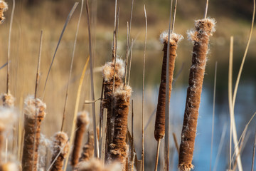 reeds by the pond in Krakow