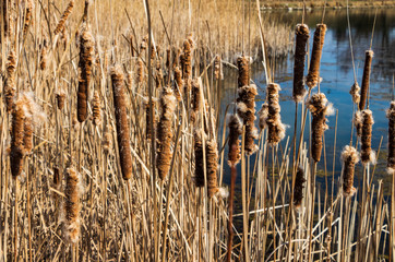 reeds by the pond in Krakow © Krzysztof Tabor