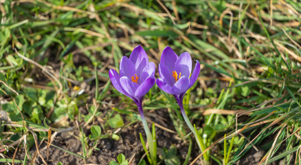 crocuses on the Vistula gelding in Krakow