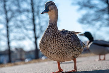 a mallard walking in a swedish park in spring
