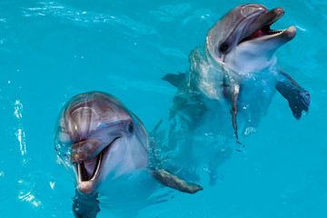 Gruppe süßer intelligenter Delfine im Ozean