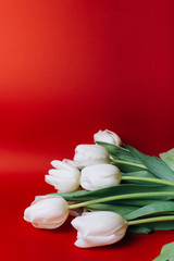 a bouquet of white tulips on a red background.vertical image