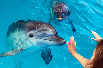 People hand touch a dolphin