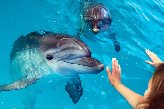 People hand touch a dolphin