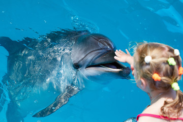 Fototapeta premium Happy child hand touch a dolphin