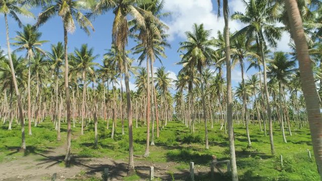 AERIAL: Flying below beautiful palm oil trees at a large tropical plantation in Pacific Islands. Palm tree plantation presenting a threat to natural biodiversity in Vanuatu. Cool summer landscape.