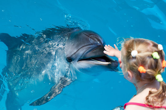 Happy child  hand touch a dolphin