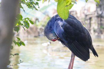 purple swamphen bird with blue feathers (pond on the background)