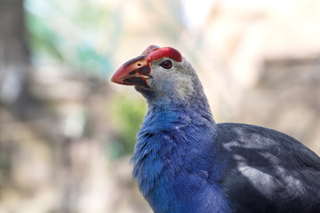 purple swamphen bird with blue feathers (pond on the background)