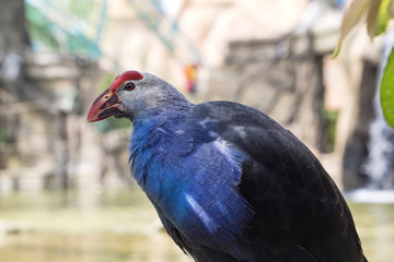 purple swamphen bird with blue feathers (pond on the background)