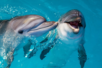 Groep schattige slimme dolfijnen in de oceaan