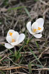 White crocuses. First flowers. Spring