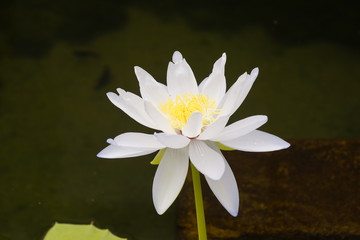 熱帯性スイレン