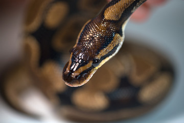 Royal Python. Natural color is normal. Snake. Wild nature. White background. Studio.