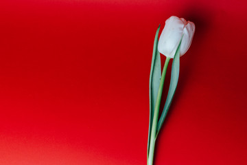 white tulip on a red background, holiday, gift, place for text