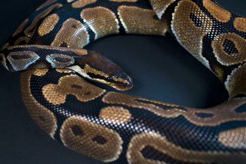 Fototapeta premium Royal Python. Natural color is normal. Snake. Black background.