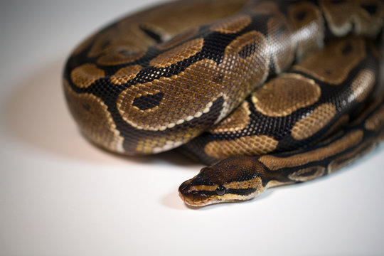 Royal Python. Natural color is normal. Snake. Wild nature. White background. Studio.