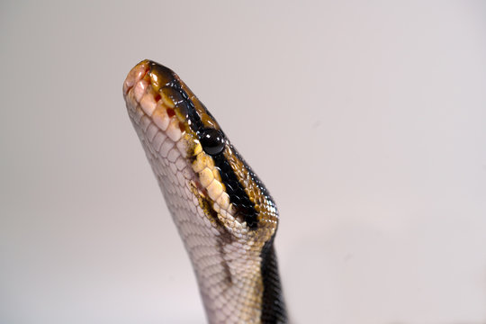 Royal Python. Natural color is normal. Snake. White background.