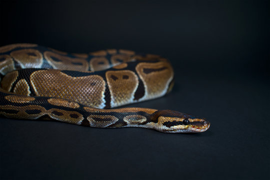 Royal Python. Natural color is normal. Snake. Wild nature. Black background. Studio.