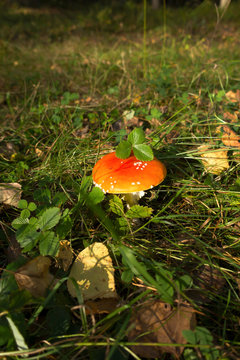 A bright poisonous fungus fly agaric flooded with sunlight against background of grass. Forest.