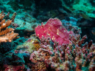 Fototapeta na wymiar Pink leaf scorpion fish hiding on a piece of coral in Australia on the great barrier reef