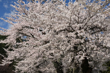 満開の桜