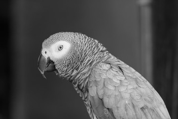 African grey parrot