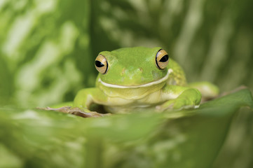 Tree Frog Whitelips