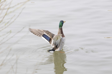 Canard prend son envol