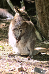 Bennett Känguru schaut und träumt 