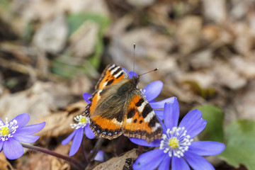 Tortoiseshell butterfly sitting on a Hepatica flowers