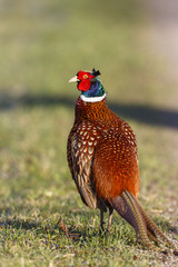 Colorful pheasant bird with beautiful plumage