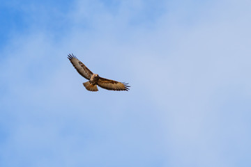 Common Buzzard flying on a summer sky