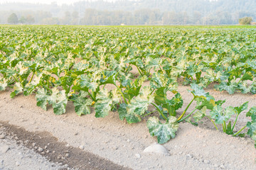 Row of organic zucchini growing local farm at Kent, Washington, USA. Summer squash bed planted in...