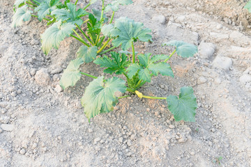 Close-up organic zucchini growing on local farm at Kent, Washington, USA. Young courgette blooming yellow flower cultivation. Summer squash bed planted in neat rows. Agriculture background