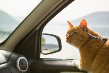 Naklejka premium Kot w samochodzie. Podróżowanie ze zwierzakiem