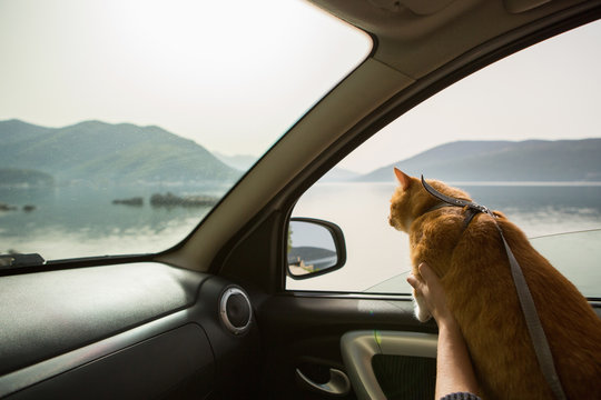 Cat in the car. Traveling with a pet