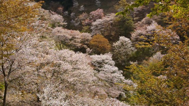 Cherry blossoms in full with thousand cherry trees at Yoshinoyama (Mt. Yoshino), Nara, Japan - April, 2017