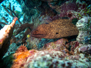 Obraz na płótnie Canvas Giant morey eel inside a coral reef in Australia on the great barrier reef