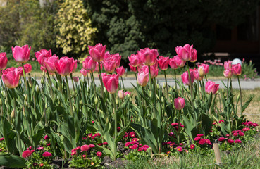 Pink tulips on blurred garden background