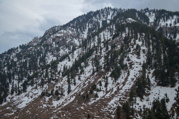 Snow forest mountain