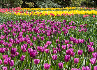 Bright tulips on blurred background garden