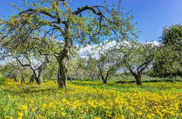 Fototapeta premium Apple orchard with many blooming trees with white and pink flowers during summer countryside