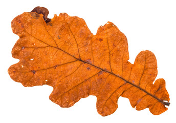 Naklejka na ściany i meble back side of autumn holey orange leaf of oak tree