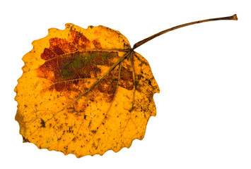 autumn yellow fallen leaf of aspen tree isolated